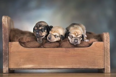 Dogs sleeping at home on the bed Stock Photos