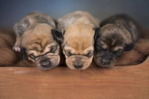 Dogs sleeping at home on the bed Stock Photos