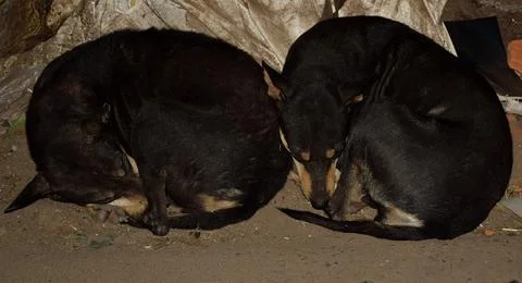 Dogs sleeping Stock Photos