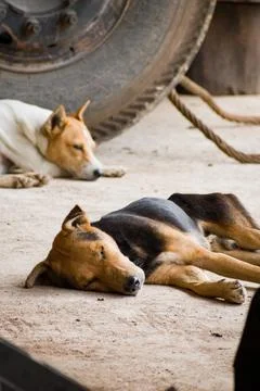 Dogs sleeping in roadside Foto stock