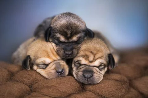 Dogs sleeps on a blanket Stock Photos