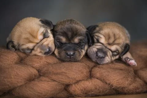 Dogs sleeps on a blanket Stock Photos