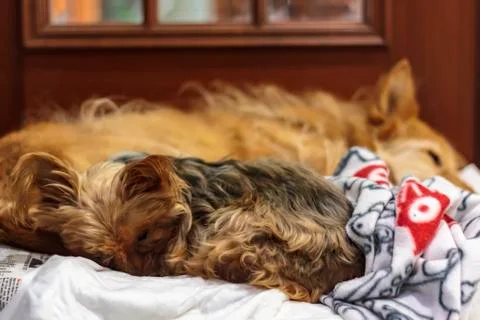 Dogs slepping in the same bed with blanket Stock Photos