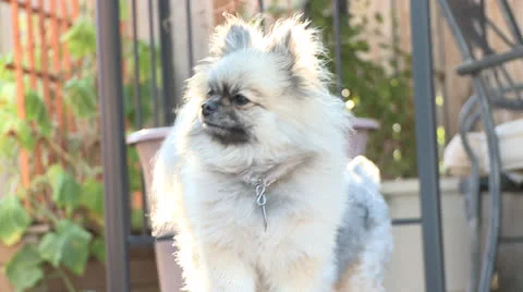 Dogs in slow motion Stock Footage 23425718