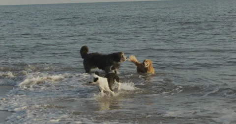 Dogs in Slow Motion Stock Footage 168439670