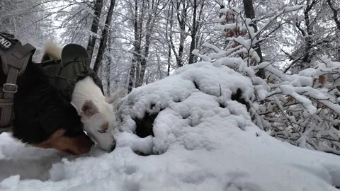 Dogs sniffing snow. Stock Footage 312872685