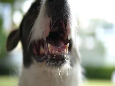 Dog's Snout With Driveling Chops Full Of Saliva Vídeo Stock 80431082