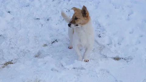 Dogs in the snow close-up. Vídeos de archivo 230020986