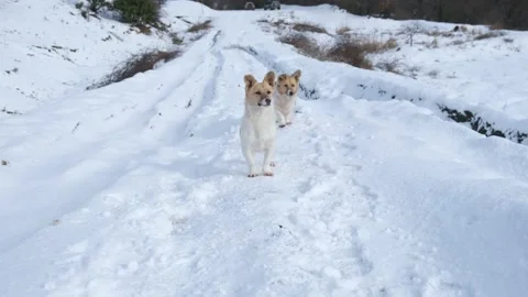 Dogs in the snow close-up Video stock 231142451