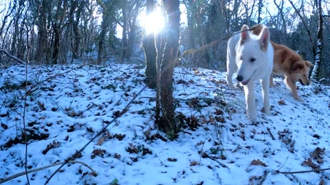 Dogs in the snowy forest Video stock 171705552