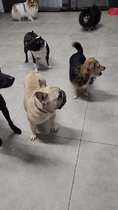 Dogs Socialization Video stock 302185009