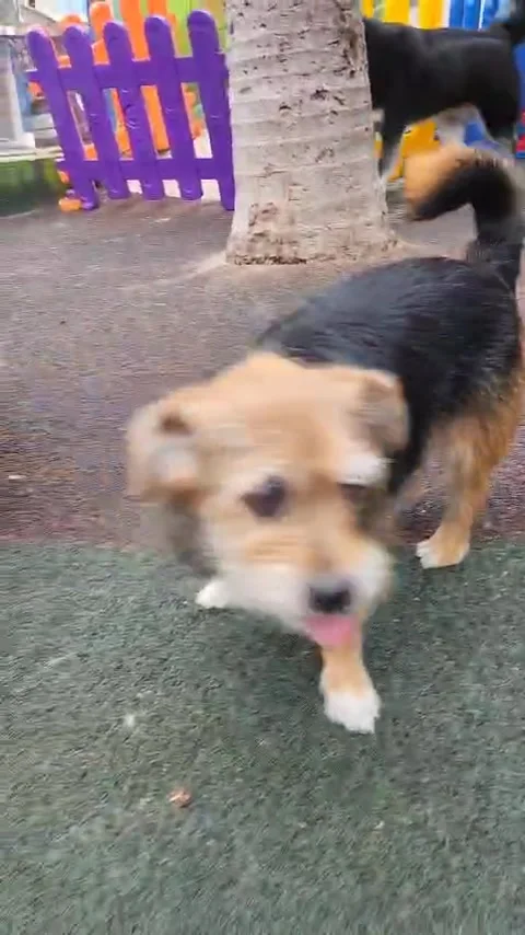 Dogs socialization Video stock 302206396