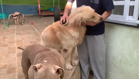 Dogs Socialization Video stock 302839786