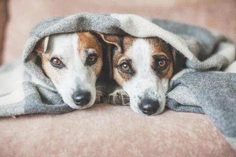 Dogs on the sofa Stock Photos