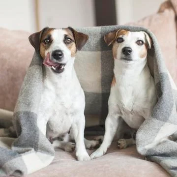 Dogs on the sofa Stock Photos