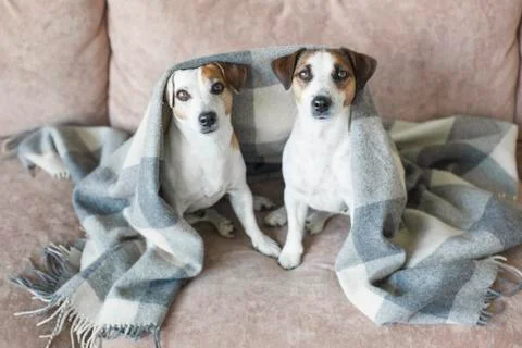 Dogs on the sofa Stock Photos