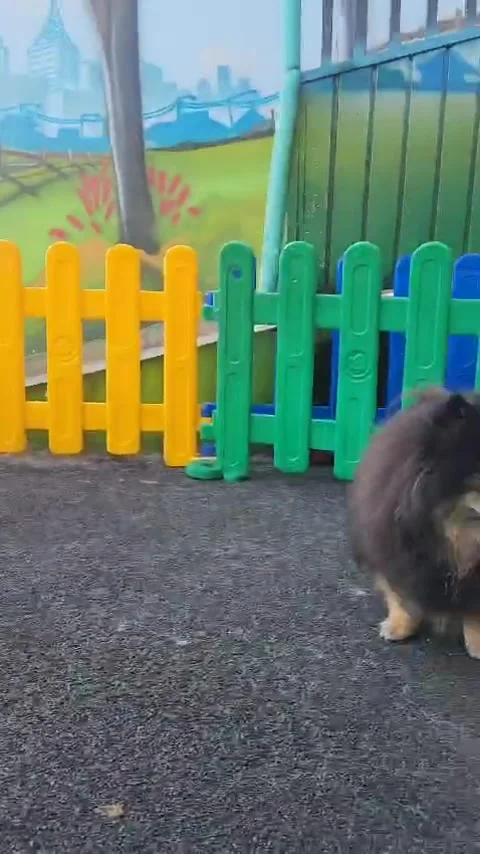 Dogs spend time playing Video stock 302204394