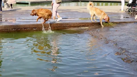 Dogs splash in the water while playing with other puppies. Stock-Footage 171434538