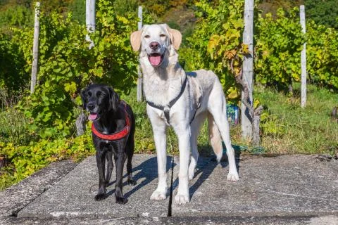 Dogs standing Stock Photos