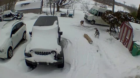 Dogs Startle Delivery Driver, Cassopolis, Michigan, USA - 29 Dec 2025 Stock Footage 326792022