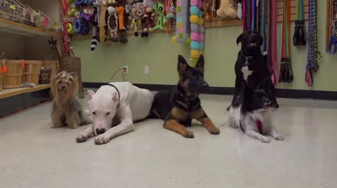 Dogs in store group run Vídeos de archivo 51711673