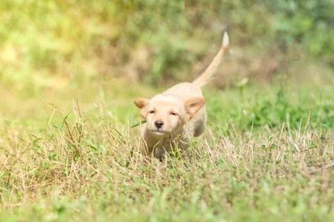 Dogs strolling On the lawn Stock Photos
