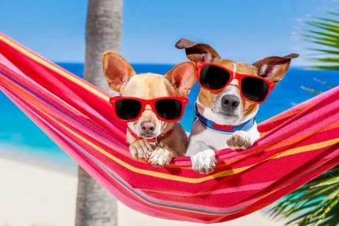 Dogs summer hammock Foto stock