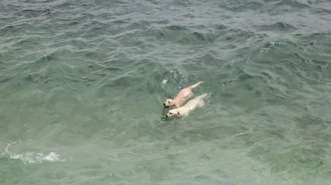 Dogs swimming Vídeos de archivo 40890606