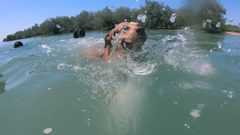 Dogs swimming Stock Footage 158649198