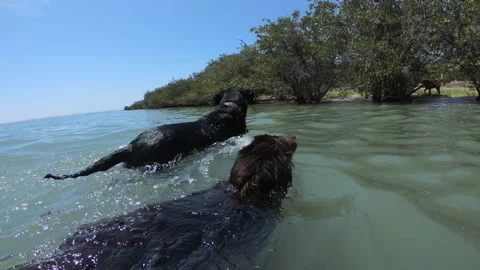 Dogs swimming Stock Footage 158650549