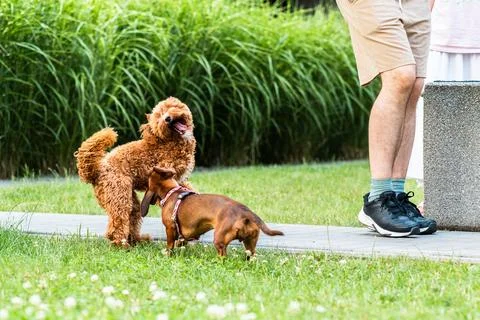 Dogs in Sync on the Sidewalk Stock Photos