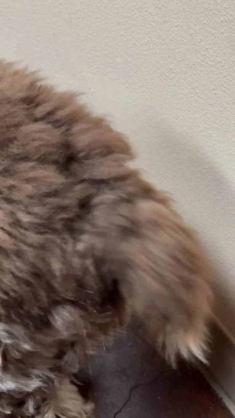 A dog's tail is wagging in excitement Stock Footage 308942400