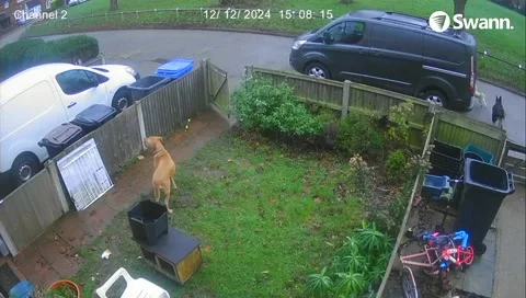 Dogs Take Advantage of Open Gate, Kent, UK - 12 Dec 2024 動画素材 328757751