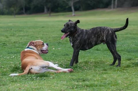 Dogs taking a break from playtime Stock Photos