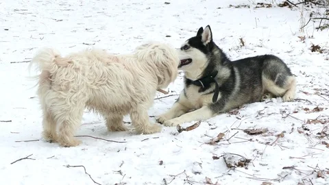 Dogs talking 스톡 동영상 78875389