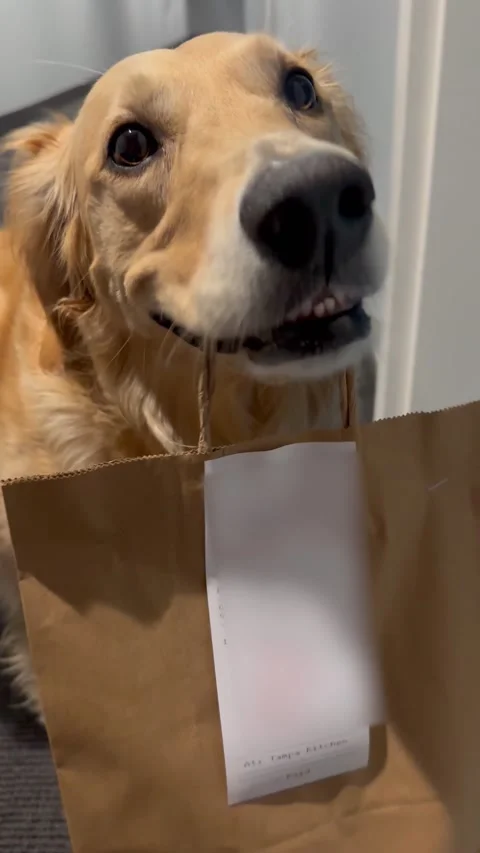 Dog's Teeth Chatter While Holding Takeout Food, Tampa, Florida, USA - 05 Feb 202 Stock Footage 301336037