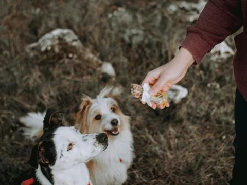 Dogs Training 1 Stock Photos