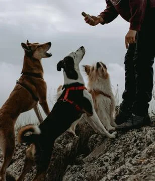 Dogs Training 2 Stock Photos