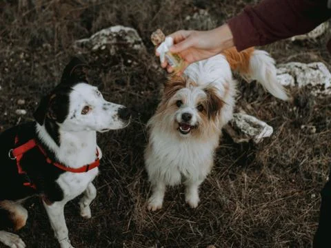 Dogs Training 4 Stock Photos