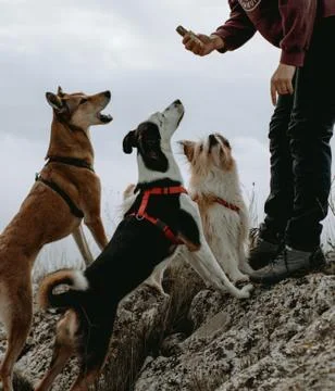 Dogs Training 6 Stock Photos
