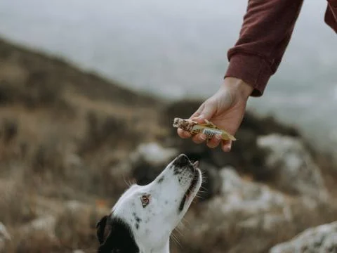Dogs Training 7 Stock Photos