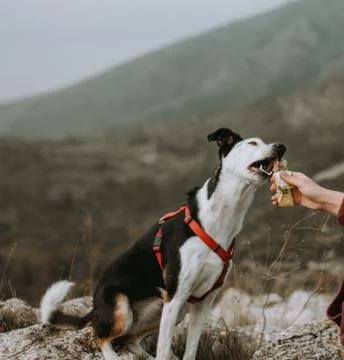 Dogs Training 8 Stock Photos