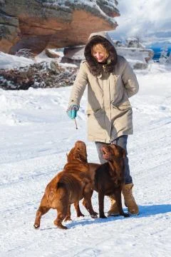 Dogs training Stock-Fotos