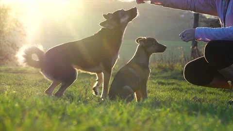 Dogs training. The puppy is learning the command. Video stock 145147192