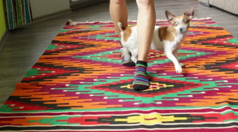 Dogs tricks Vídeo Stock 53355727