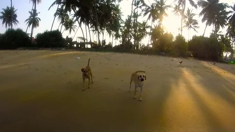Dogs on a tropical beach Stock Footage 73940468