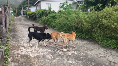 Dogs Sex Stock Video Footage | Royalty Free Dogs Sex Videos | Pond5