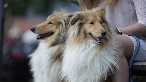 Dogs, twin collies Stock Footage