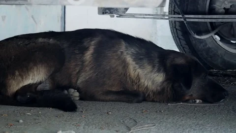 Dogs Under Van Stock Footage 83333743