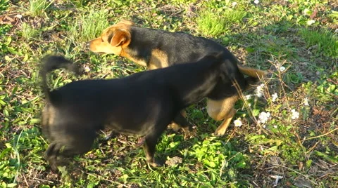 Dogs urinating Stock Footage 59778502
